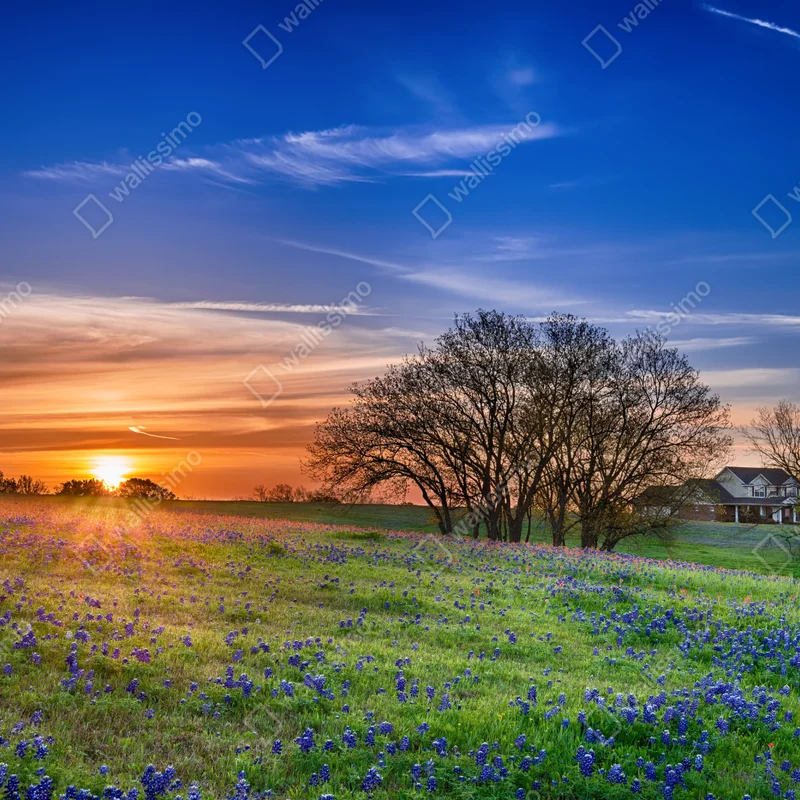 Fensteraufkleber Texas wiese mit bluebonnets im sonnenaufgang Fensteraufkleber Texas wiese mit bluebonnets im sonnenaufgang