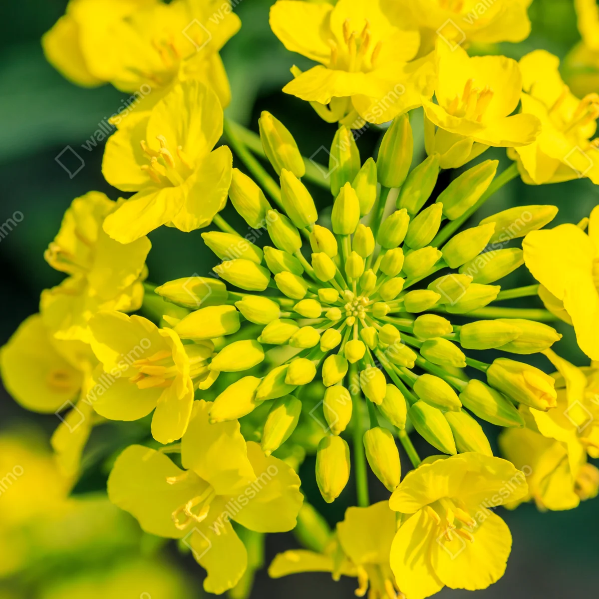 Fensteraufkleber lebhafte gelbe rapsblüte im nahen makro Fensteraufkleber lebhafte gelbe rapsblüte im nahen makro