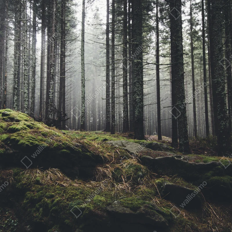 Repositionierbarer Aufkleber nebliger moosbedeckter wald Repositionierbarer Aufkleber nebliger moosbedeckter wald