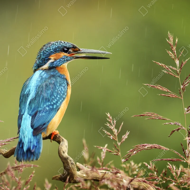 Fototapete lebhafter eisvogel im regen Fototapete lebhafter eisvogel im regen