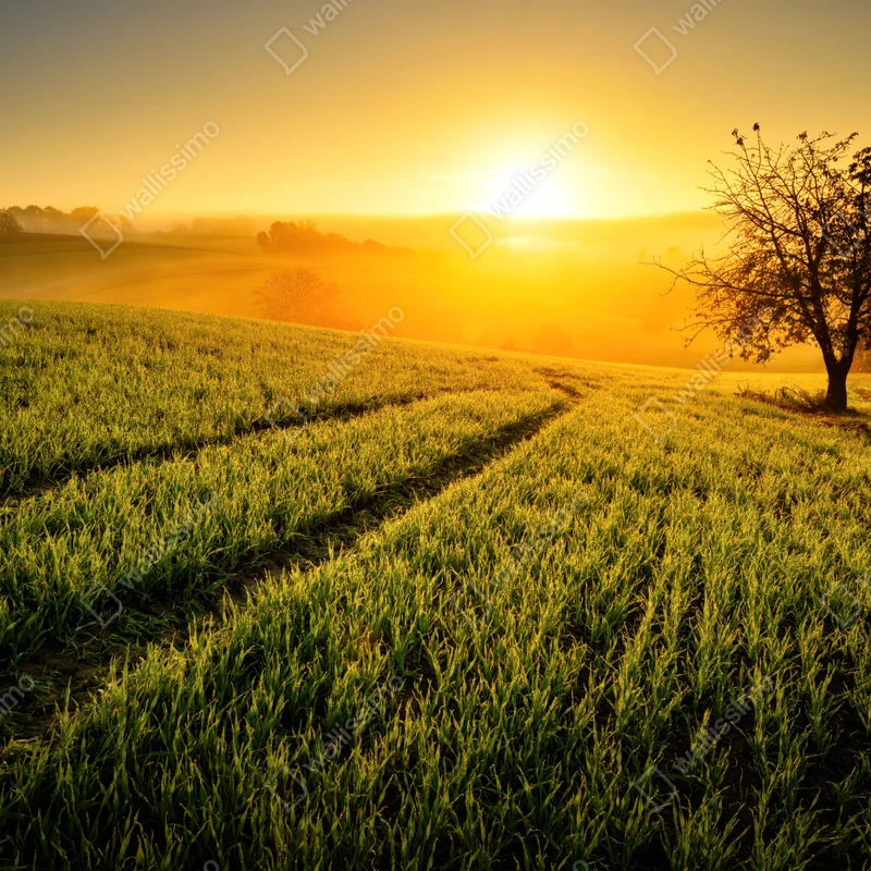 Repositionierbarer Aufkleber sonnenbeschienene wiese im frühlicht Repositionierbarer Aufkleber sonnenbeschienene wiese im frühlicht