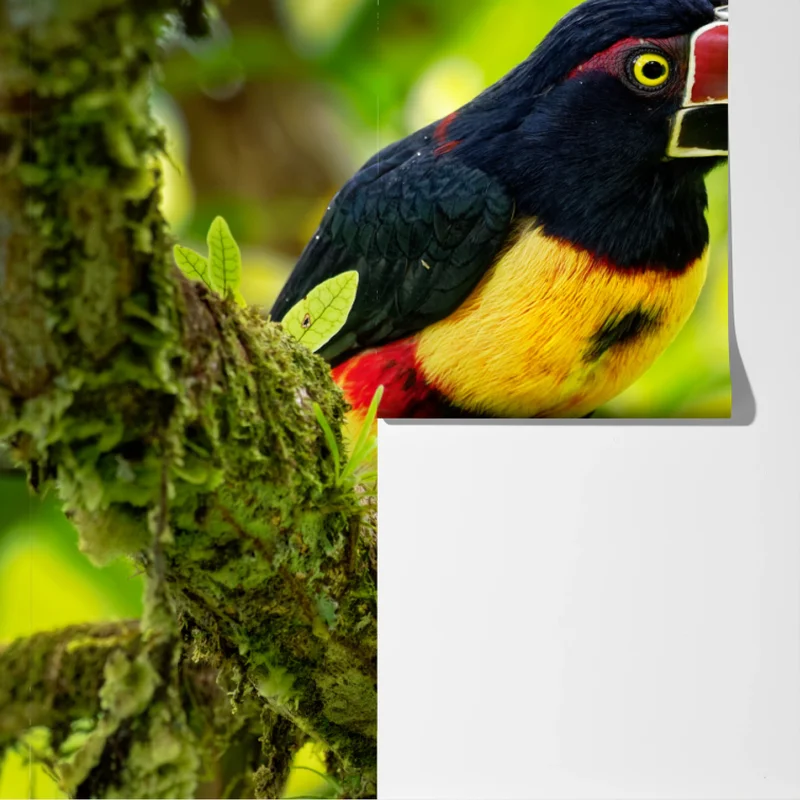 Fototapete leuchtender aracari-tukan im tropischen dschungel Fototapete leuchtender aracari-tukan im tropischen dschungel