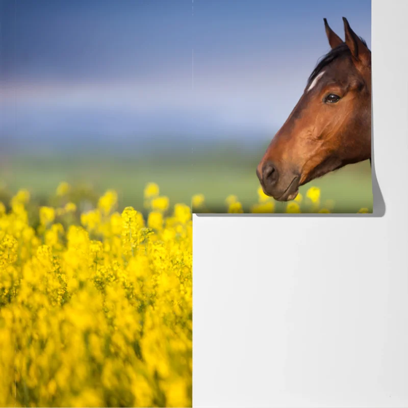 Fototapete braunes pferd im gelben rapsfeld Fototapete braunes pferd im gelben rapsfeld