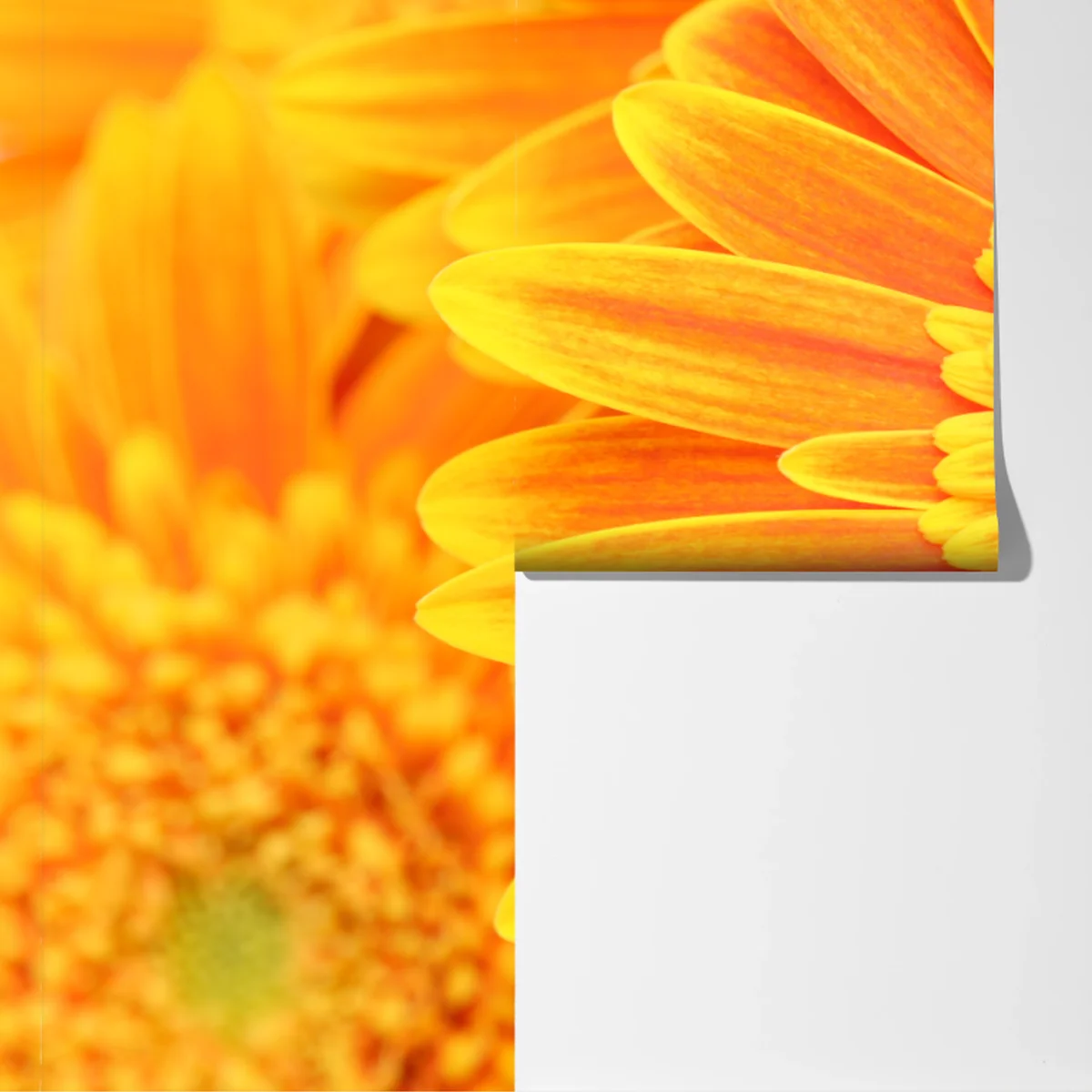 Fototapeta intensywna pomarańczowa gerbera z bliska Fototapeta intensywna pomarańczowa gerbera z bliska