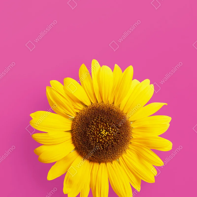 Poster leuchtende sonnenblume auf rosa hintergrund Poster leuchtende sonnenblume auf rosa hintergrund
