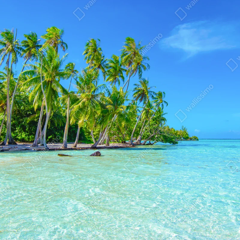 Fototapete tropischer palmenstrand Fototapete tropischer palmenstrand