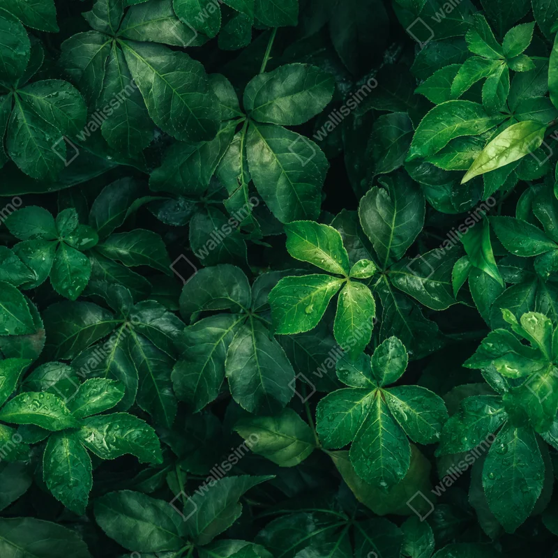 Türaufkleber üppiges tropisches grünes laub Türaufkleber üppiges tropisches grünes laub