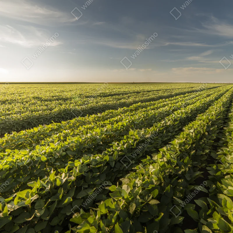 Naklejka na okno słoneczne pole soi o zmierzchu Naklejka na okno słoneczne pole soi o zmierzchu
