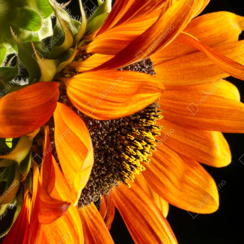 Leinwandbild leuchtende orange sonnenblume nahaufnahme Leinwandbild leuchtende orange sonnenblume nahaufnahme