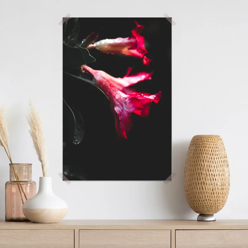 Poster rosa trompetenblume mit tau Poster rosa trompetenblume mit tau