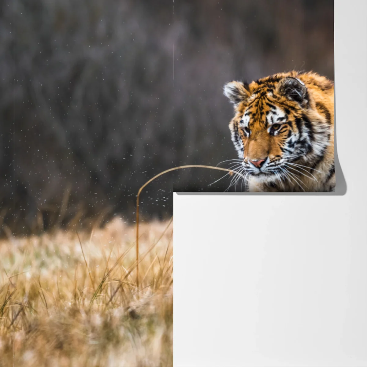 Fototapete sibirischer tiger in bewegung Fototapete sibirischer tiger in bewegung