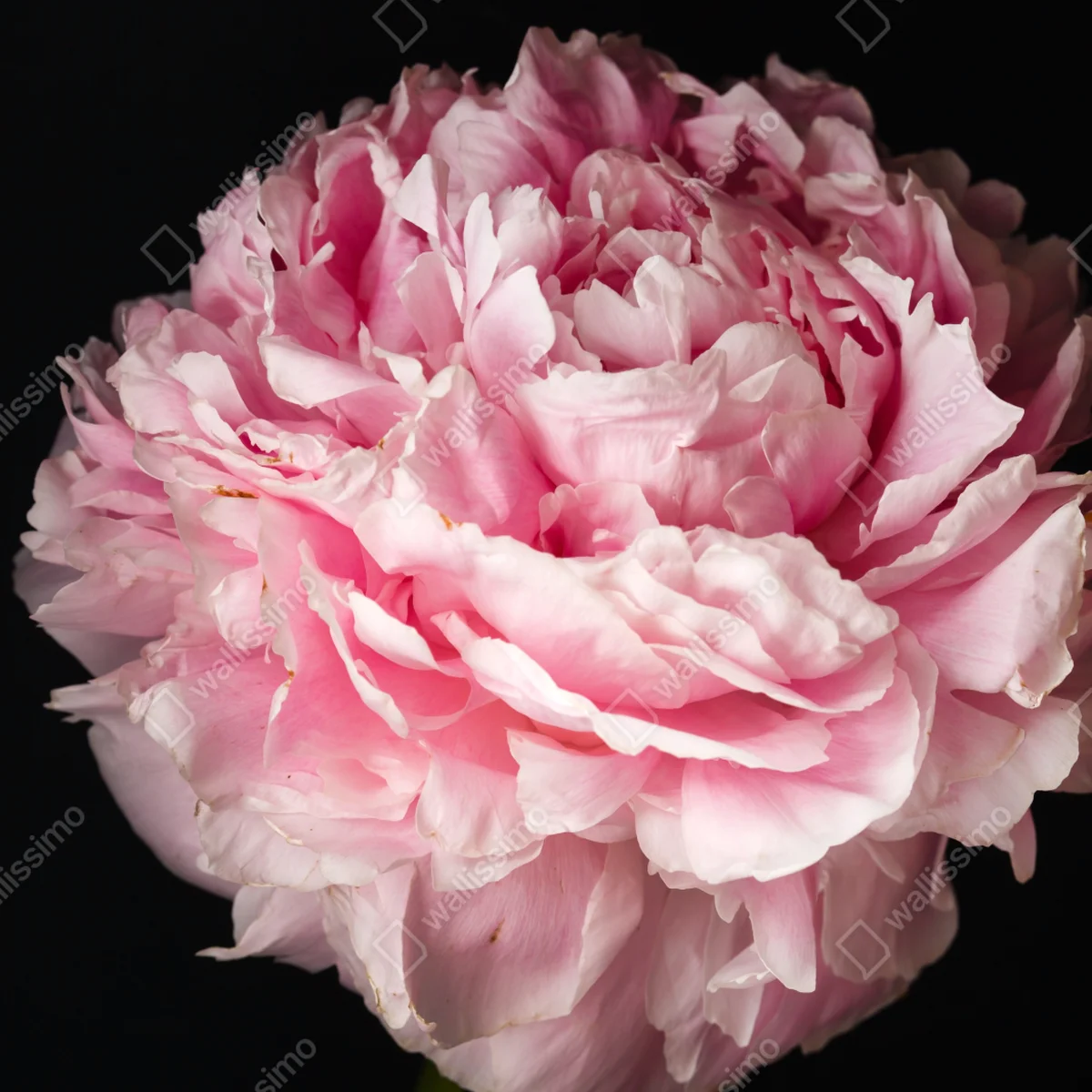 Repositionierbarer Aufkleber zarte rosa pfingstrose nahaufnahme Repositionierbarer Aufkleber zarte rosa pfingstrose nahaufnahme