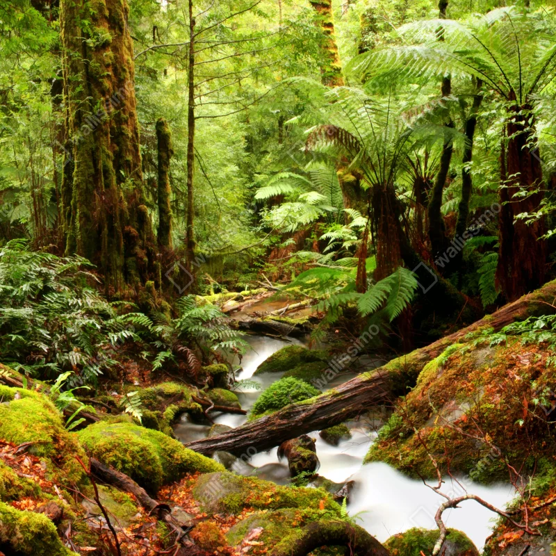 Poster üppiger moosbewachsener regenwaldbach in Victoria • Poster bei Wallnifity® Poster üppiger moosbewachsener regenwaldbach in Victoria • Poster bei Wallnifity®