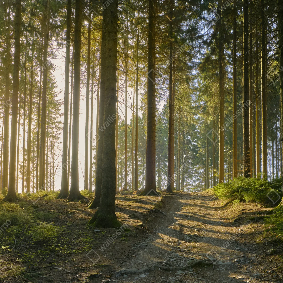 Leinwandbild sonniger waldweg im morgenlicht Leinwandbild sonniger waldweg im morgenlicht