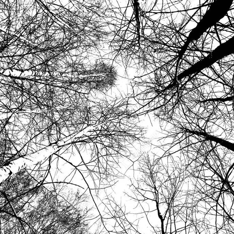 Poster Schwarz-Weiß-Foto von Bäumen, Blick von unten nach oben • Poster bei Wallnifity® Poster Schwarz-Weiß-Foto von Bäumen, Blick von unten nach oben • Poster bei Wallnifity®