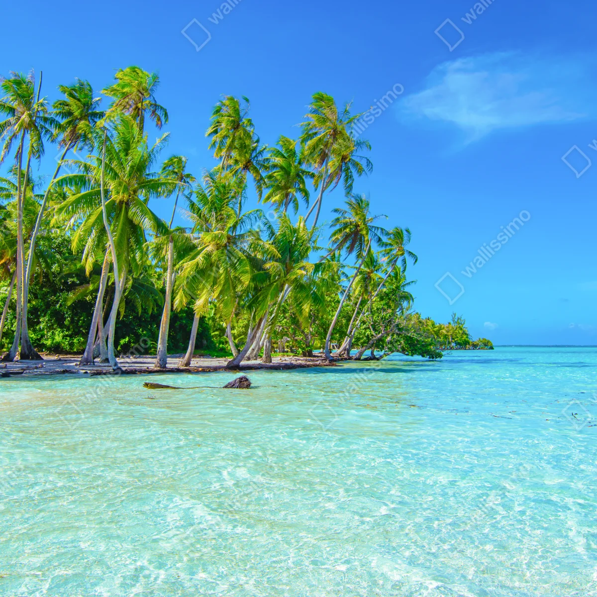 Repositionierbarer Aufkleber tropischer palmenstrand Repositionierbarer Aufkleber tropischer palmenstrand