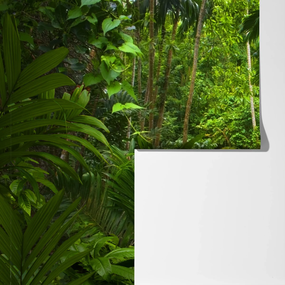 Fototapeta bujna tropikalna dżungla Fototapeta bujna tropikalna dżungla