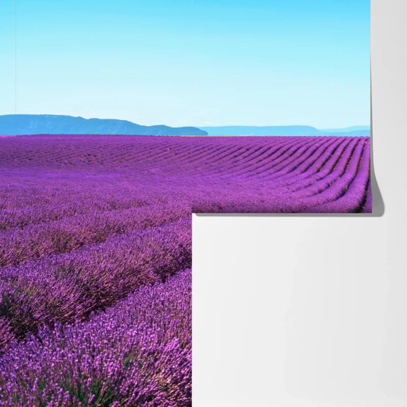 Fototapete lavendelfelder unter blauem himmel Fototapete lavendelfelder unter blauem himmel