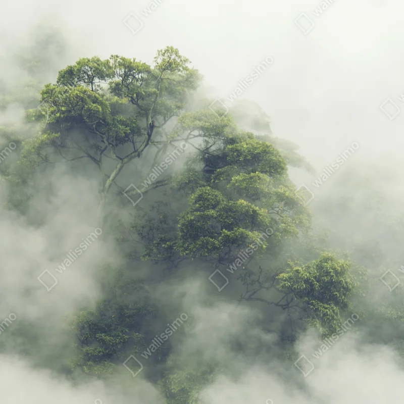 Poster nebliger tropischer wald im kronendach von Japan • Poster bei Wallnifity® Poster nebliger tropischer wald im kronendach von Japan • Poster bei Wallnifity®