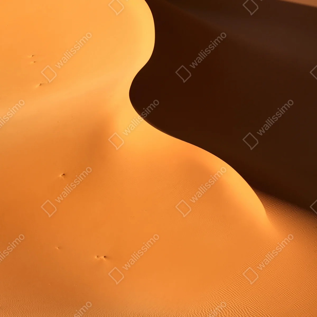 Poster goldene dünenkurven Poster goldene dünenkurven