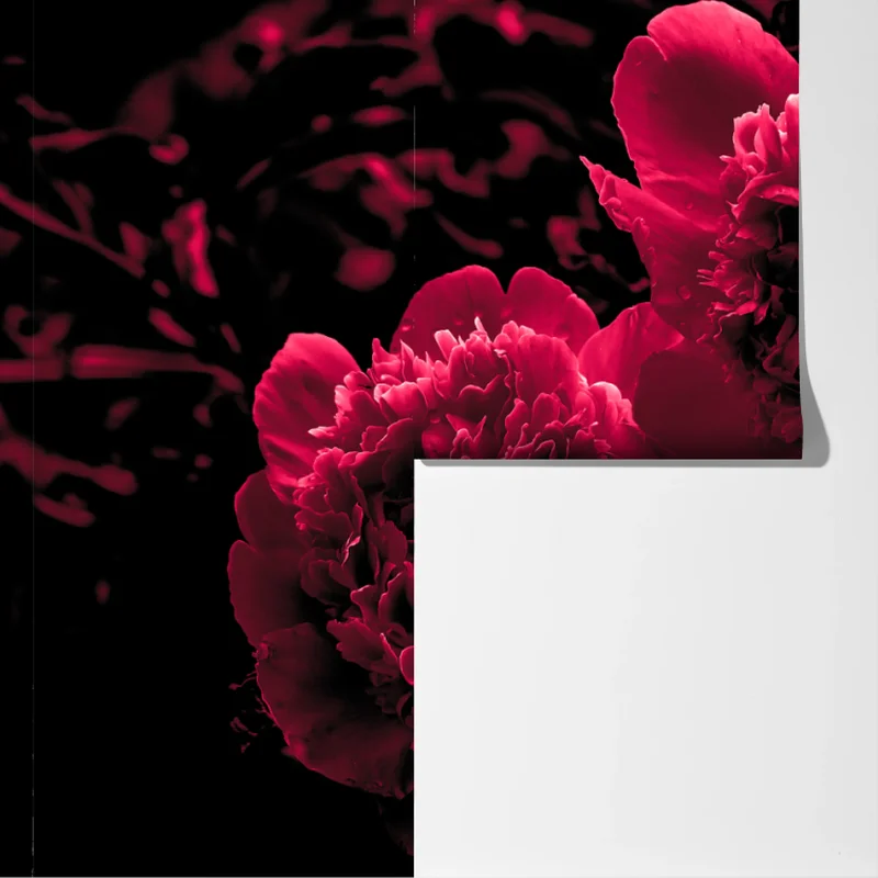 Fototapete stimmungsvolle rosa pfingstrosen Fototapete stimmungsvolle rosa pfingstrosen