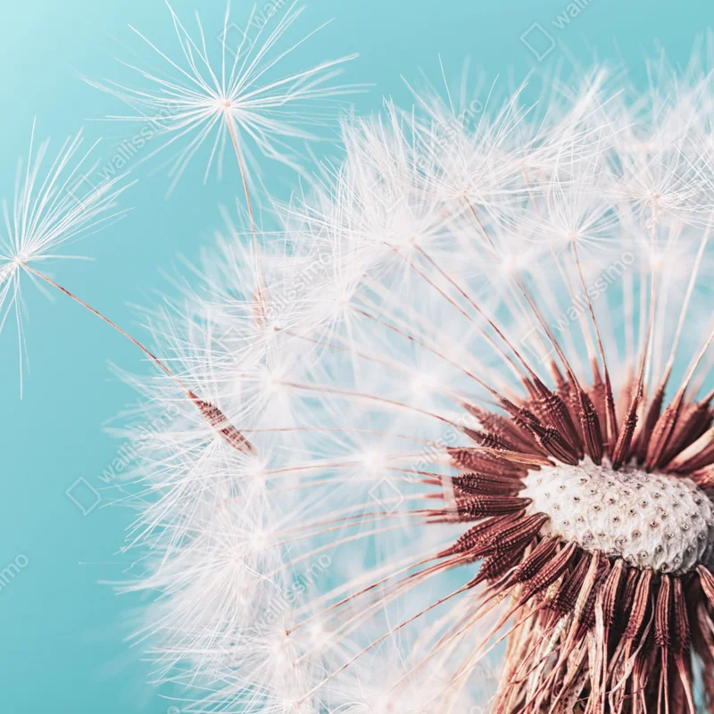 Tischaufkleber und Schreibtischaufkleber zarter löwenzahn vor türkisfarbenem hintergrund Tischaufkleber und Schreibtischaufkleber zarter löwenzahn vor türkisfarbenem hintergrund