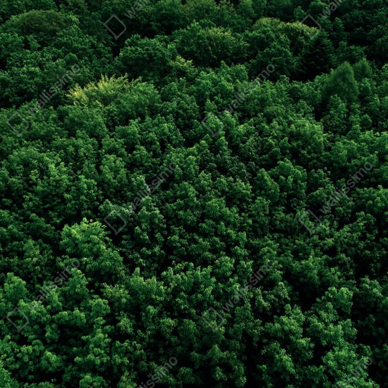 Poster Grüne Baumkronen in einem dichten Wald. Draufsicht, Drohnenflug. Ein großer dichter Laubwald. Konzept des Schutzes von Wäldern und Grünflächen. Bekämpfung der Entwaldung. • Poster bei Wallnifity® Poster Grüne Baumkronen in einem dichten Wald. Draufsicht, Drohnenflug. Ein großer dichter Laubwald. Konzept des Schutzes von Wäldern und Grünflächen. Bekämpfung der Entwaldung. • Poster bei Wallnifity®