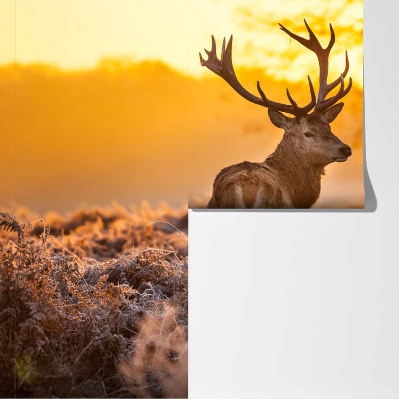 Fototapete goldener hirsch im sonnenaufgang Fototapete goldener hirsch im sonnenaufgang