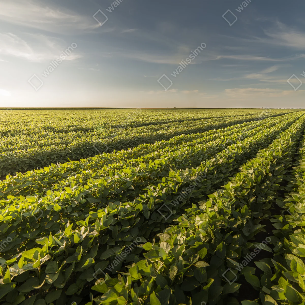 Repositionierbarer Aufkleber sonnenbeschienenes sojafeld bei sonnenuntergang Repositionierbarer Aufkleber sonnenbeschienenes sojafeld bei sonnenuntergang