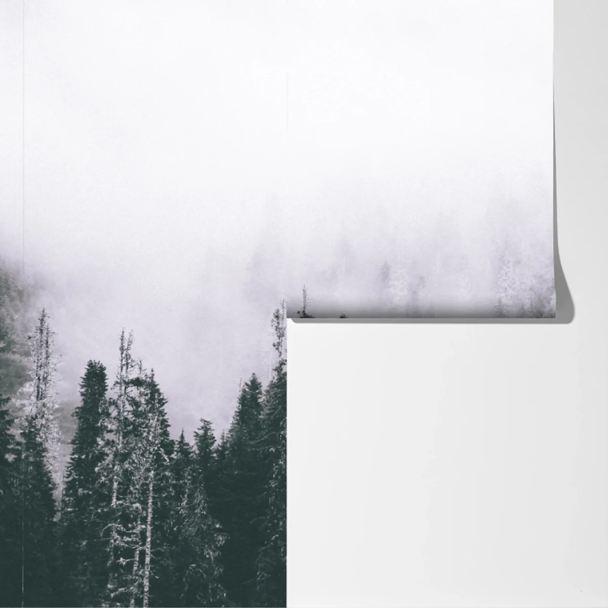 Fototapeta mglisty las iglasty Fototapeta mglisty las iglasty