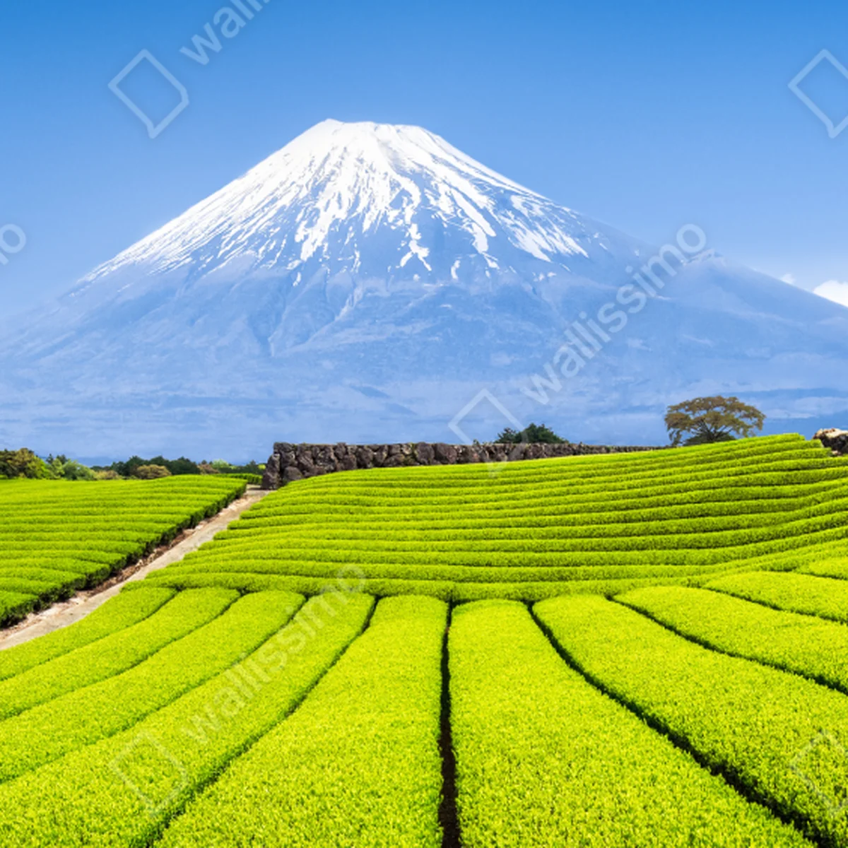Tischaufkleber und Schreibtischaufkleber üppige teefelder am fuß von Mount Fuji Tischaufkleber und Schreibtischaufkleber üppige teefelder am fuß von Mount Fuji