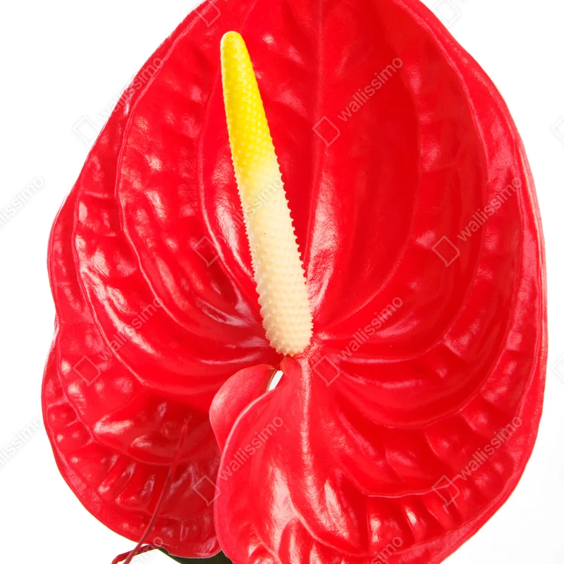 Poster leuchtendes rotes anthurium Poster leuchtendes rotes anthurium