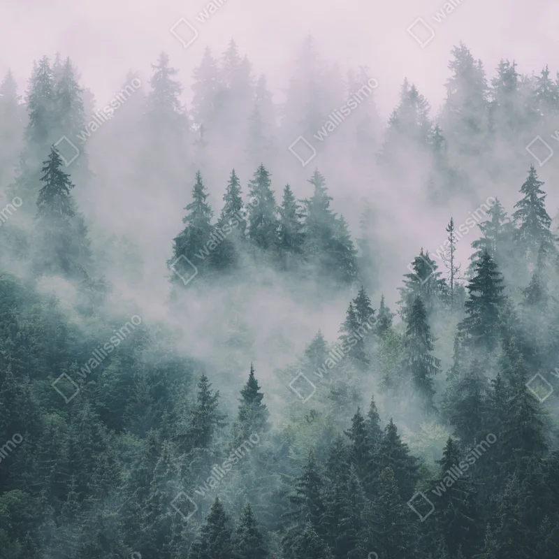 Türaufkleber nebliger immergrüner wald Türaufkleber nebliger immergrüner wald