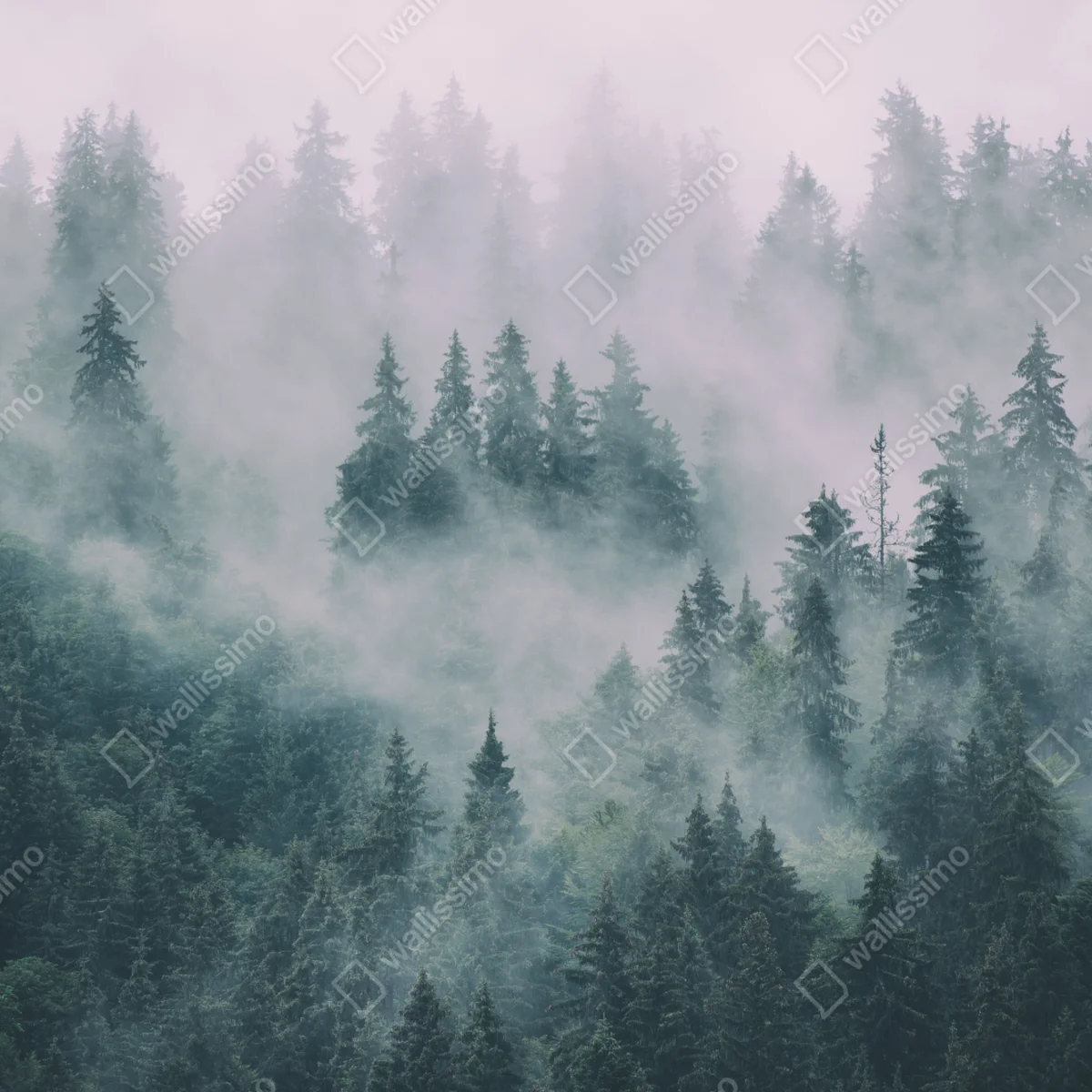 Türaufkleber nebliger immergrüner wald Türaufkleber nebliger immergrüner wald
