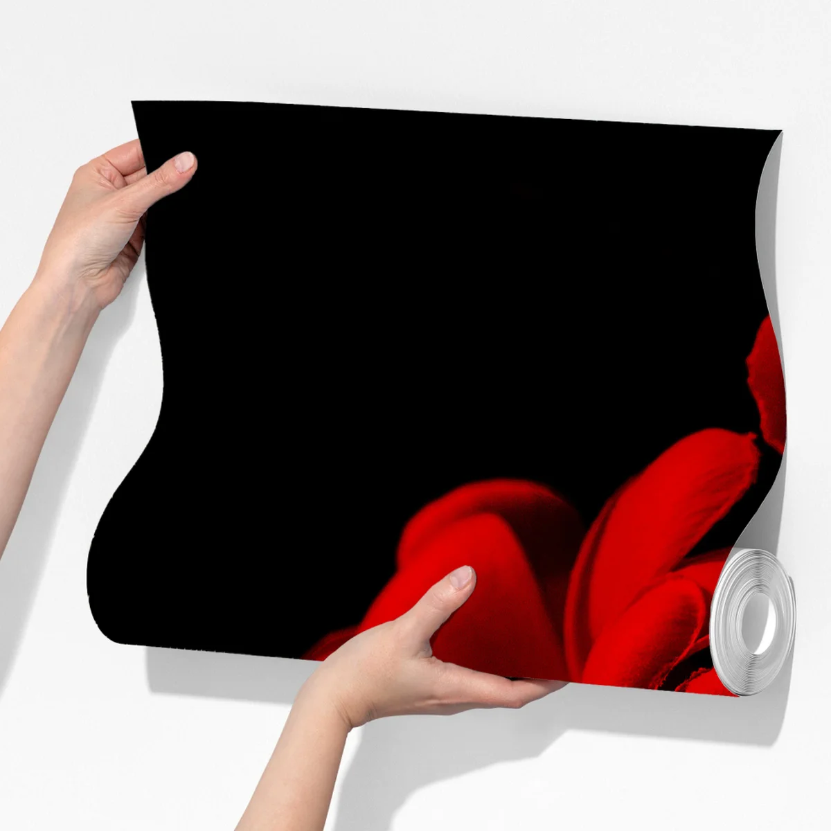 Fototapete rote plumeria auf schwarzem hintergrund Fototapete rote plumeria auf schwarzem hintergrund