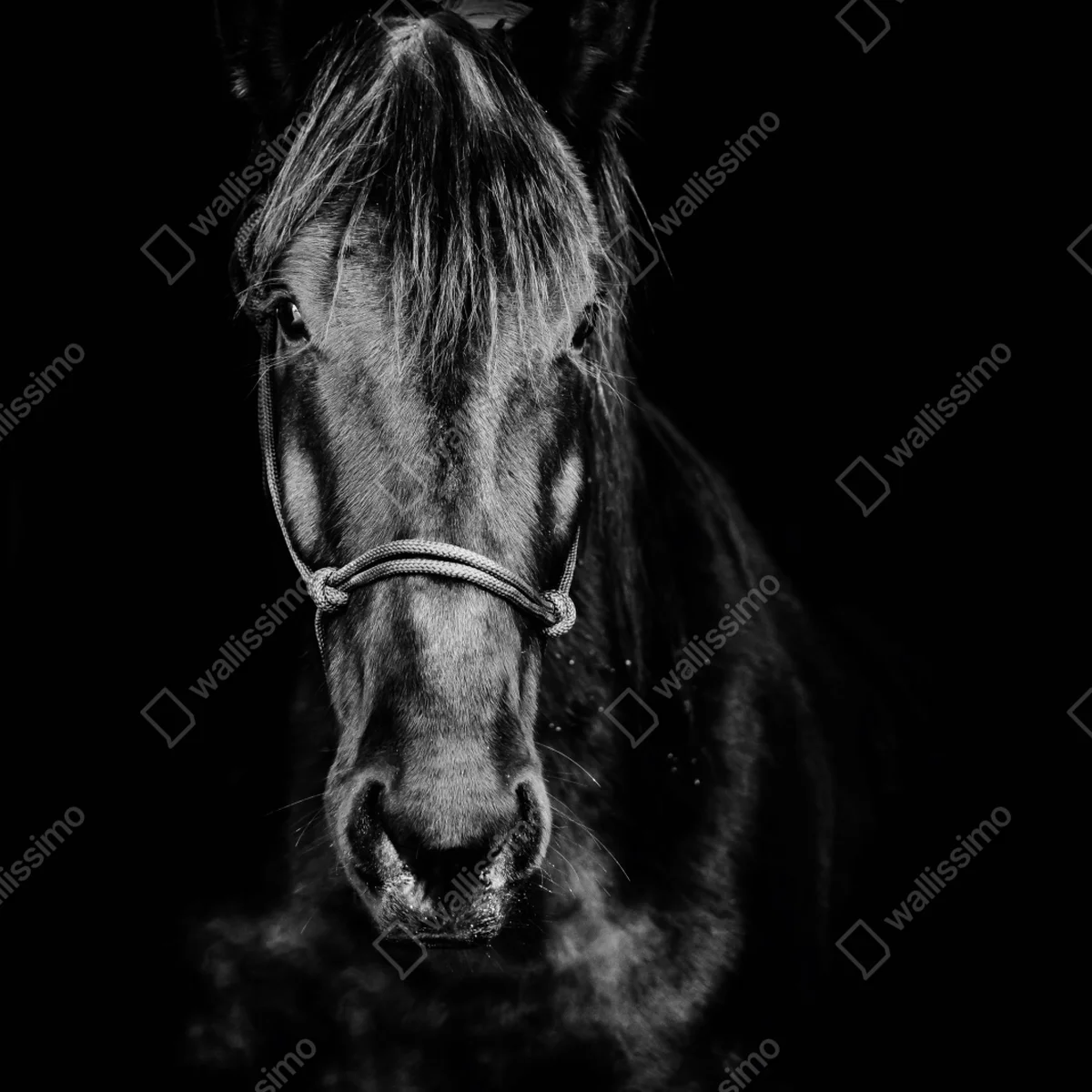 Repositionierbarer Aufkleber dramatisches pferdeporträt in monochrom Repositionierbarer Aufkleber dramatisches pferdeporträt in monochrom