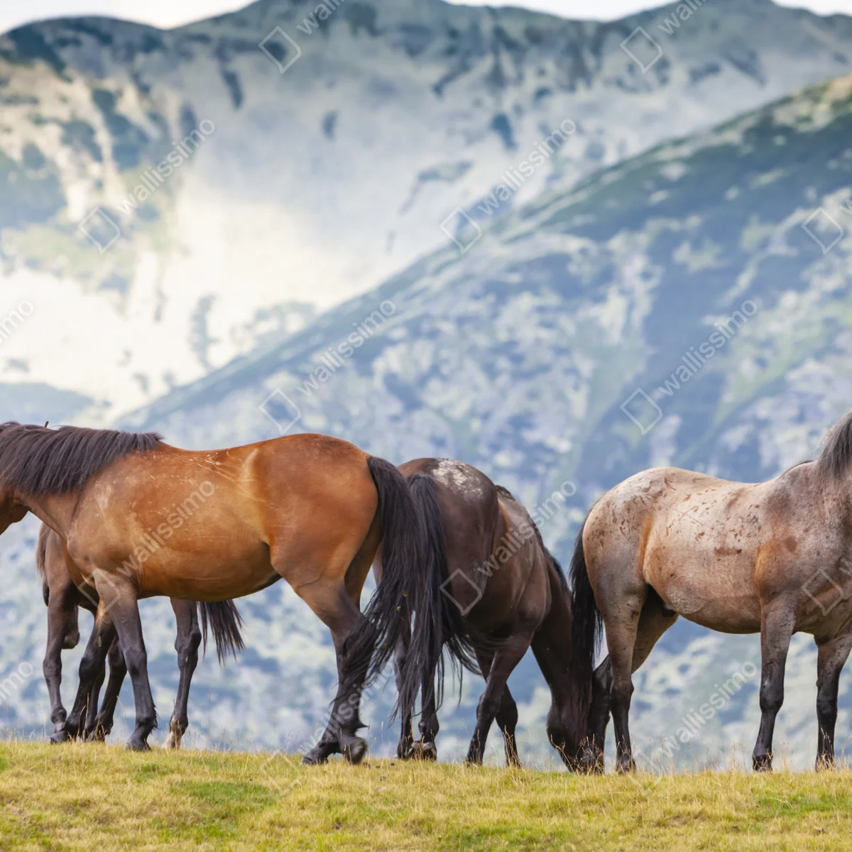 Leinwandbild pferde auf der bergwiese Leinwandbild pferde auf der bergwiese