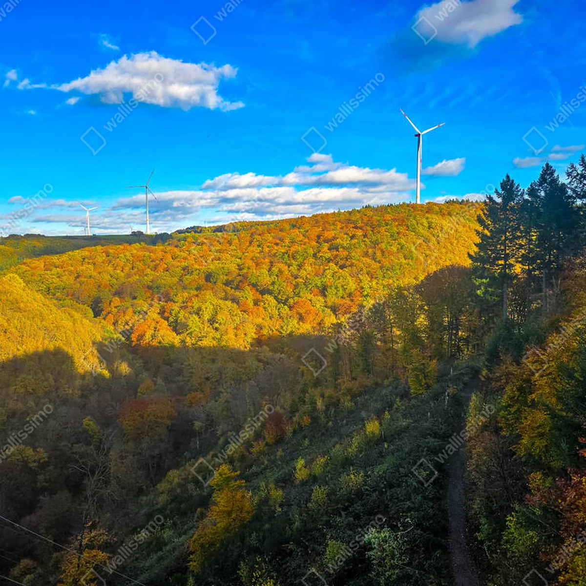 Poster Eine Weitwinkelaufnahme aus einem hohen Aussichtspunkt, die ein tiefes bewaldetes Tal oder eine Schlucht an einem strahlenden Herbsttag zeigt. Der Vordergrund und die rechte Seite des Rahmens werden von einem steilen Hang dominiert, der vollständig mit Bäumen bedeckt ist. • Poster bei Wallnifity® Poster Eine Weitwinkelaufnahme aus einem hohen Aussichtspunkt, die ein tiefes bewaldetes Tal oder eine Schlucht an einem strahlenden Herbsttag zeigt. Der Vordergrund und die rechte Seite des Rahmens werden von einem steilen Hang dominiert, der vollständig mit Bäumen bedeckt ist. • Poster bei Wallnifity®