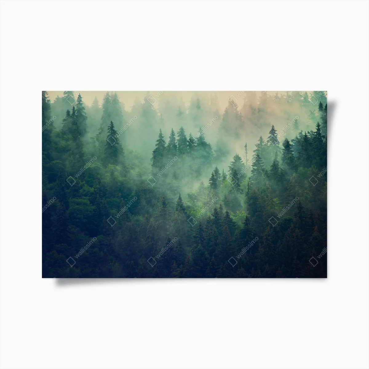 Poster nebliger nadelwald am morgen • Poster bei Wallnifity® Poster nebliger nadelwald am morgen • Poster bei Wallnifity®