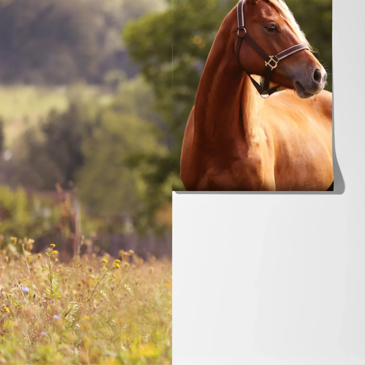 Fototapete majestätisches kastanienbraunes pferd auf sommerlicher wiese Fototapete majestätisches kastanienbraunes pferd auf sommerlicher wiese