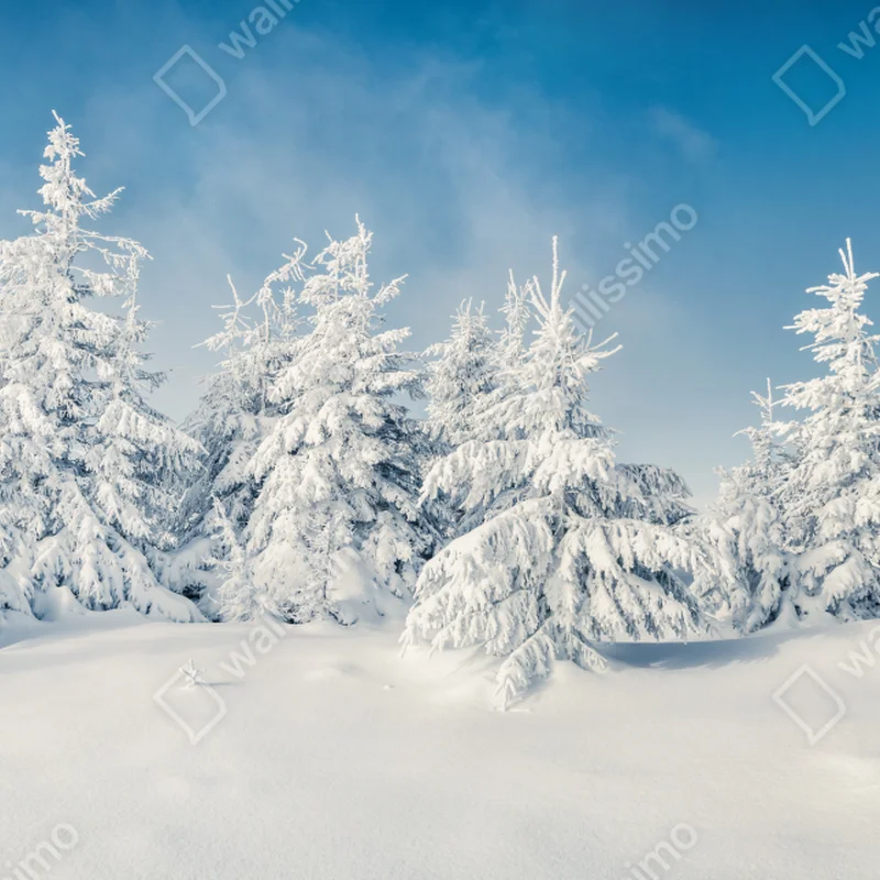 Fototapeta panorama zimowego lasu pokrytego śniegiem Fototapeta panorama zimowego lasu pokrytego śniegiem