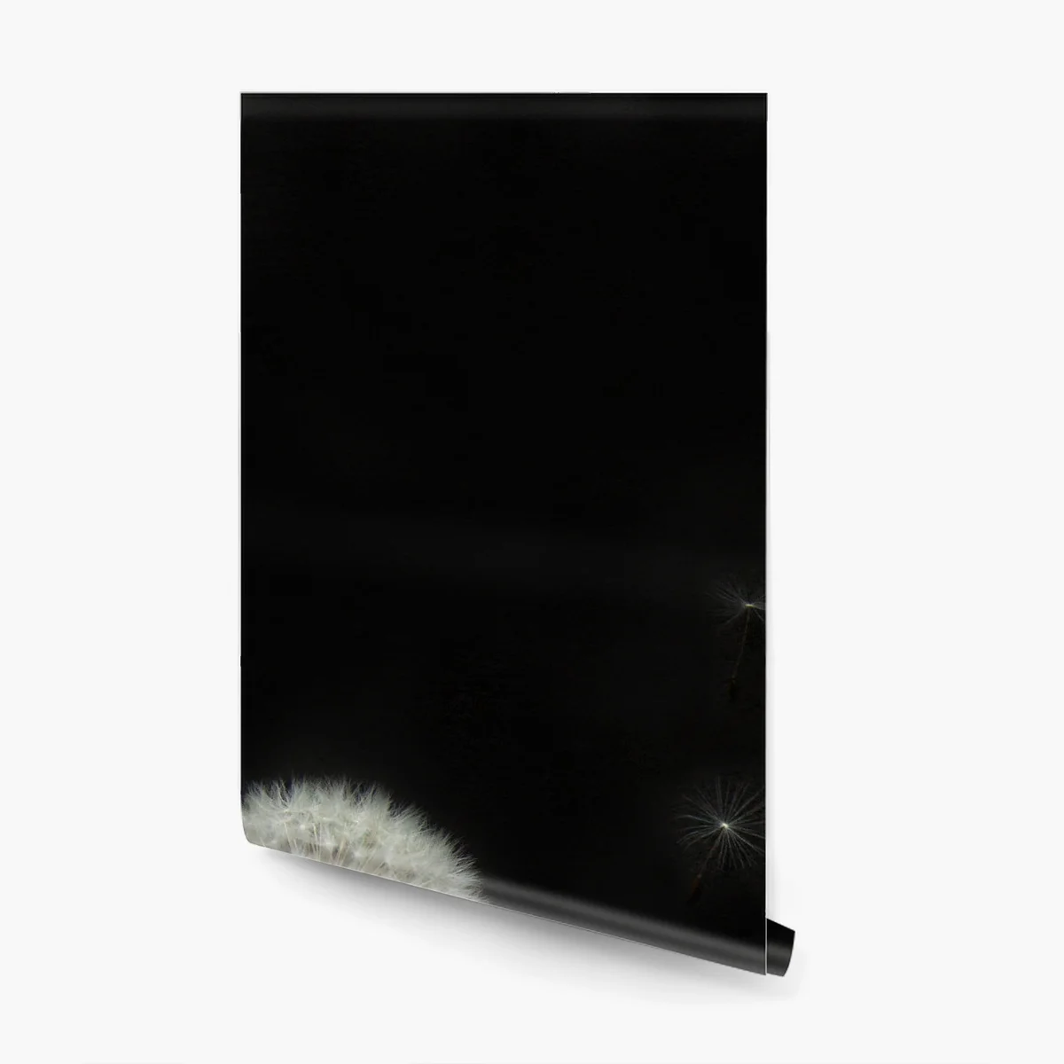 Fototapete zarte löwenzahnköpfe vor schwarzem hintergrund Fototapete zarte löwenzahnköpfe vor schwarzem hintergrund