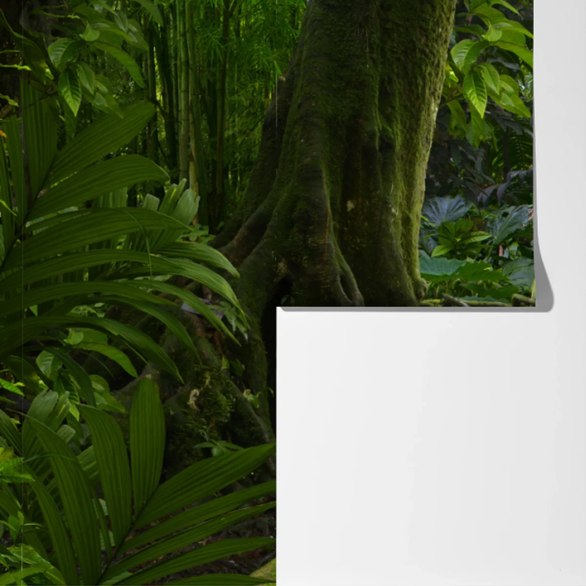 Fototapeta spokojna kładka w dżungli przez bujny las deszczowy Fototapeta spokojna kładka w dżungli przez bujny las deszczowy