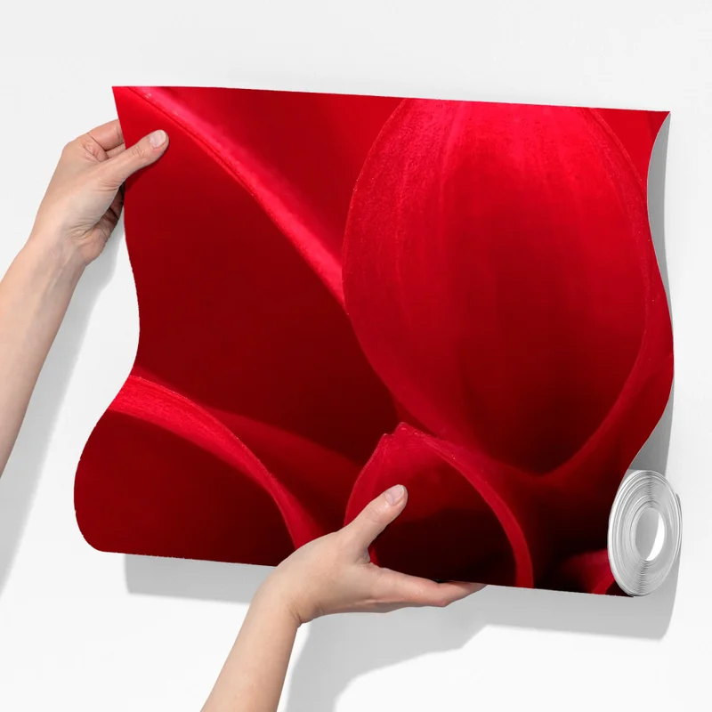 Fototapete nahaufnahme einer roten dahlie Fototapete nahaufnahme einer roten dahlie