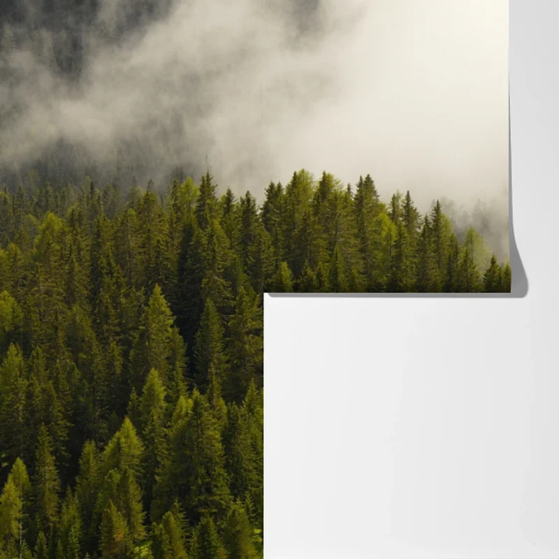 Fototapete nebliger nadelwald im morgengrauen Fototapete nebliger nadelwald im morgengrauen