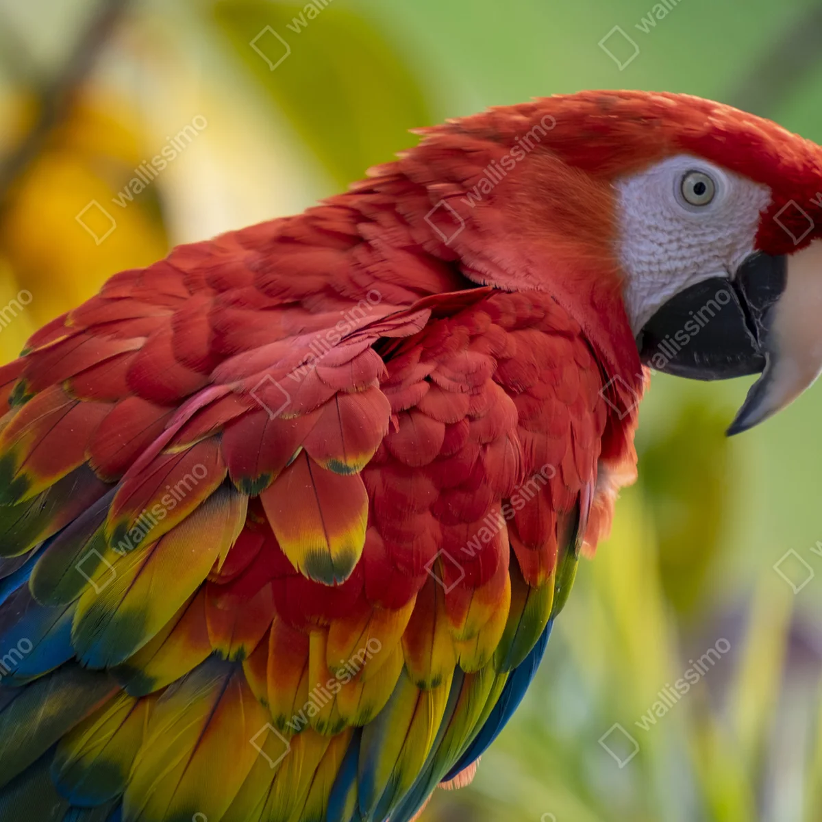 Laptop-Aufkleber intensives porträt einer scharlachara Laptop-Aufkleber intensives porträt einer scharlachara