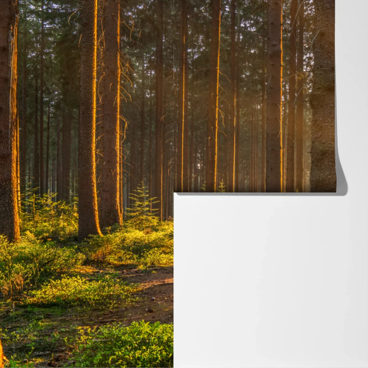 Fototapete sonnenbeschienener waldweg am morgen Fototapete sonnenbeschienener waldweg am morgen