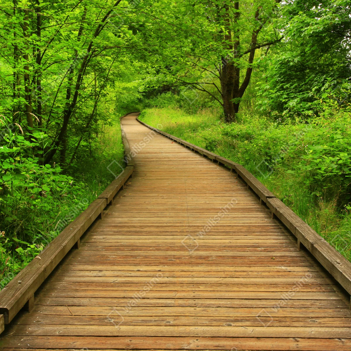 Fensteraufkleber ruhiger holzsteg im wald Fensteraufkleber ruhiger holzsteg im wald