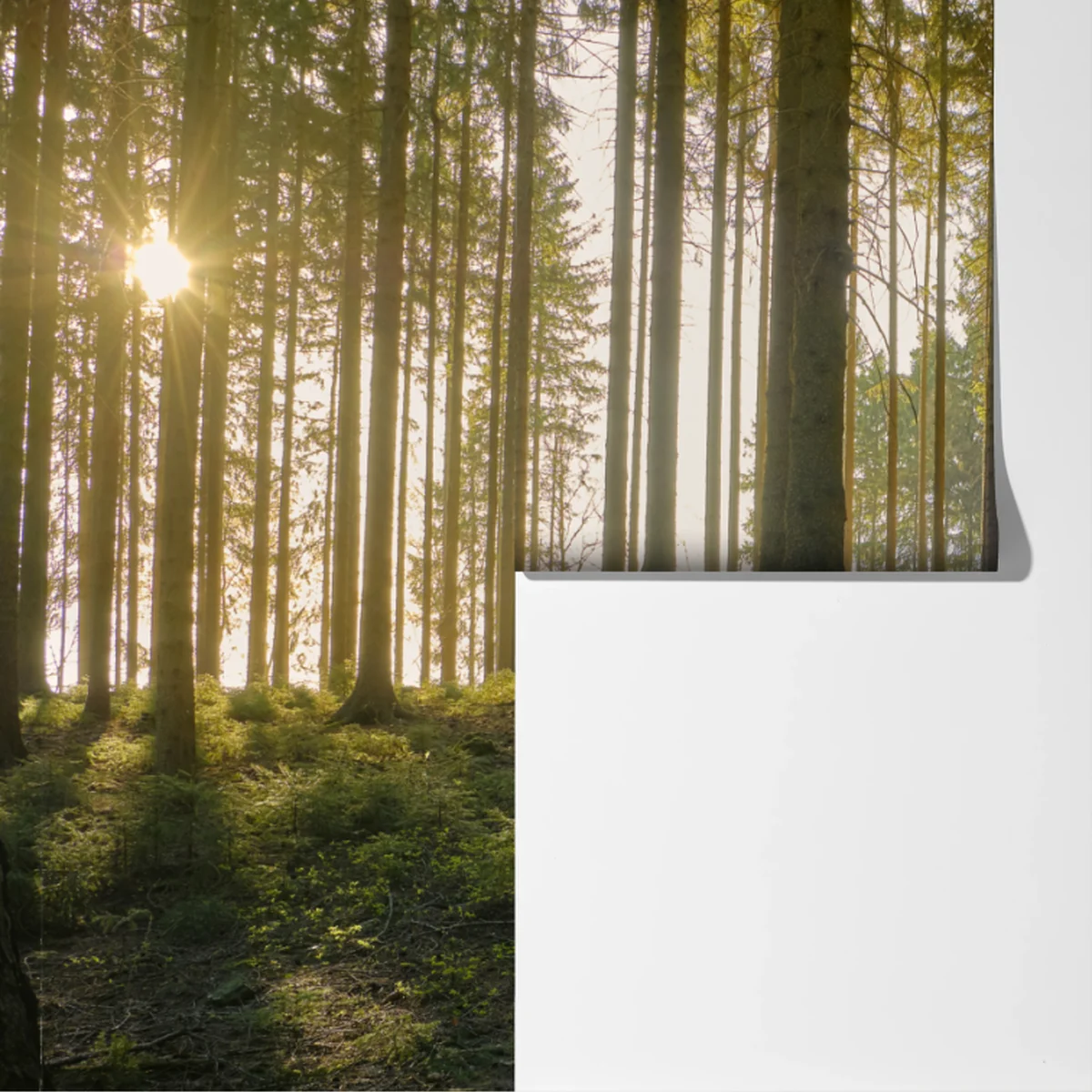 Fototapeta słoneczna leśna ścieżka o świcie Fototapeta słoneczna leśna ścieżka o świcie