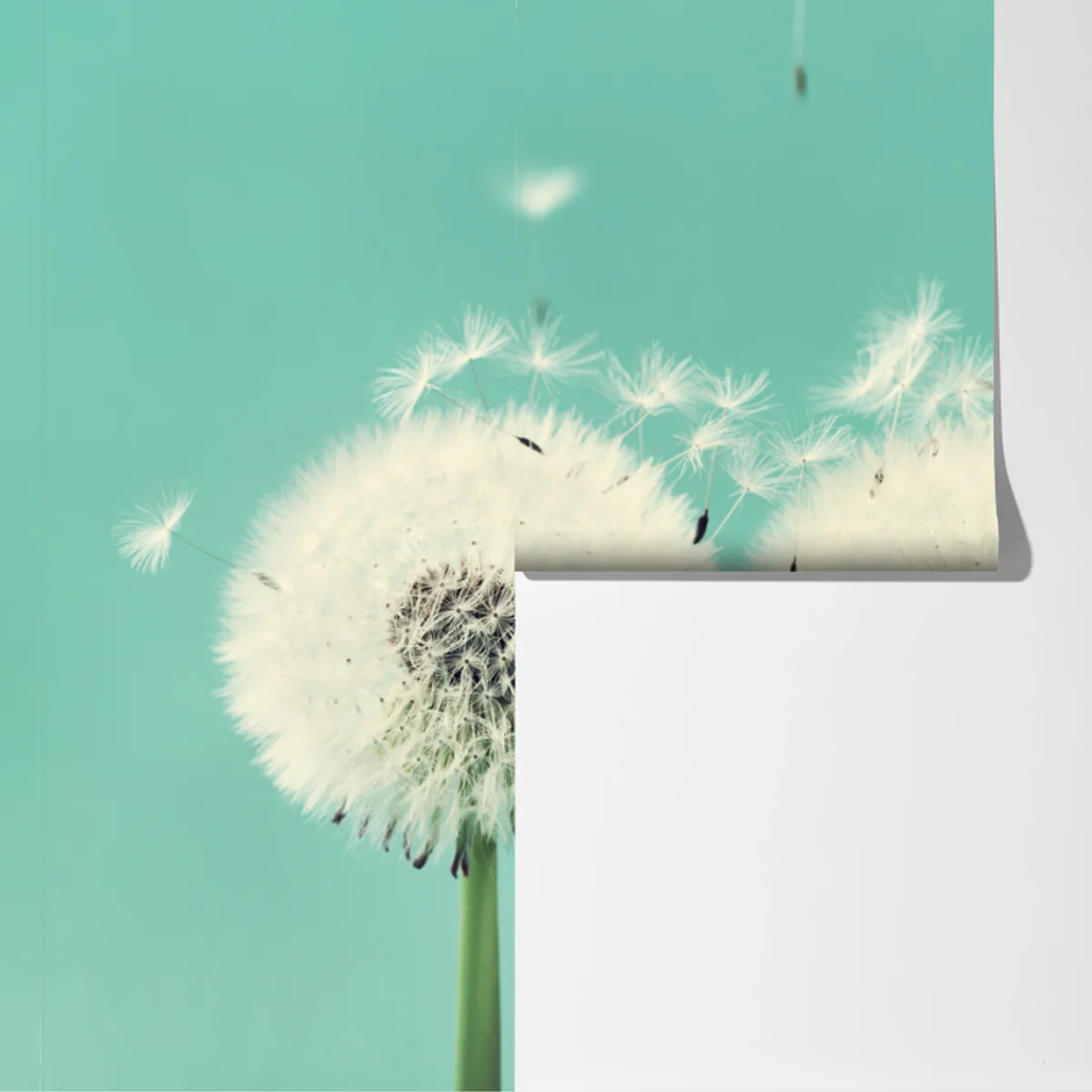 Fototapete drei löwenzahn-pusteblumen auf türkisgrund Fototapete drei löwenzahn-pusteblumen auf türkisgrund